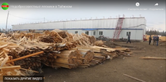 Недобросовестные лесники в Таёжном