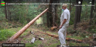 В администрацию района поступило сообщение о незаконной вырубке деревьев в районе ЦРБ.
