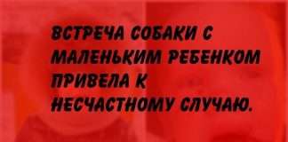 Бродячая собака покусала лицо 2-летнего мальчика в Красноярске.