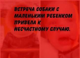 Бродячая собака покусала лицо 2-летнего мальчика в Красноярске.
