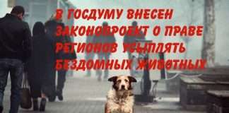 В Думу внесен законопроект о праве регионов усыплять бездомных животных.