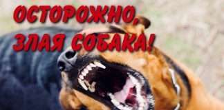 Бешенство собак. Специалисты разложили 500 тысяч доз вакцин-приманок от бешенства, об этом сообщили в министерстве сельского хозяйства.