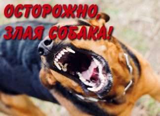 Бешенство собак. Специалисты разложили 500 тысяч доз вакцин-приманок от бешенства, об этом сообщили в министерстве сельского хозяйства.