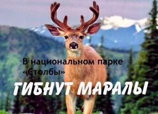 Растерзанные животные нацпарка. Жертвами диких псов в Сибирском заповеднике «Столбы» в очередной раз стали маралы.