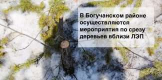 В Богучанском районе осуществляются мероприятия по срезу деревьев вблизи ЛЭП.