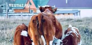 70 тысяч на развитие подсобного хозяйства. Продолжается прием заявлений от семей с пятью и более детьми на получение выплаты на развитие личного подсобного хозяйства.