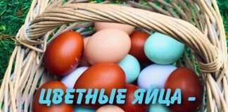 А Вы об этом знали? Существуют породы кур, которые несут яйца голубого и зеленого цвета.
