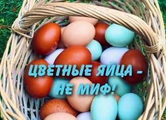 А Вы об этом знали? Существуют породы кур, которые несут яйца голубого и зеленого цвета.