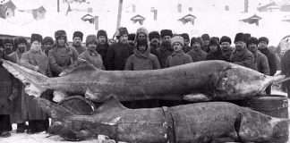 Ого! В районе Богучанской ГЭС выпустят краснокнижных рыбок!