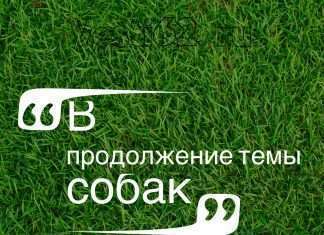 Тема отлова собак.