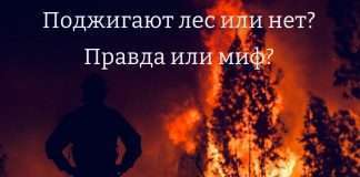 Поджигают лес или нет? Правда или миф?- разбираемся вместе с отраслевым журналом forestcomplex.