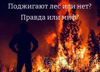 Поджигают лес или нет? Правда или миф?- разбираемся вместе с отраслевым журналом forestcomplex.