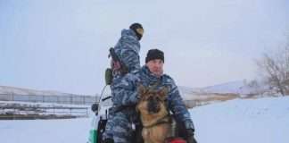 Овчарки Грей и Рин. Учебные тренировки спецназа ГУФСИН РФ по подготовке служебных собак.