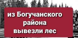 Коммерсант незаконно вывез 50 тысяч кубометров леса из Богучанского района, за что отделался «лёгким испугом».