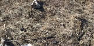 Очевидцы сняли на камеру останки крупнорогатого скота в окрестностях Канска.