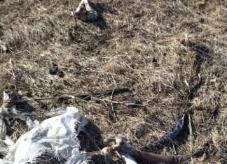 Очевидцы сняли на камеру останки крупнорогатого скота в окрестностях Канска.