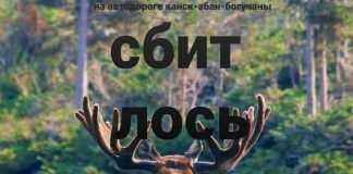 На трассе Канск -Абан-Богучаны сбили лося.