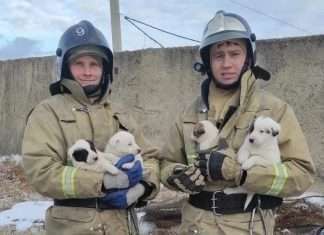 «Пожарные щенки».