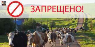 ВНИМАНИЕ! ИНФОРМАЦИЯ ПО СОДЕРЖАНИЮ И ВЫПАСУ КРУПНОРОГАТОГО СКОТА.