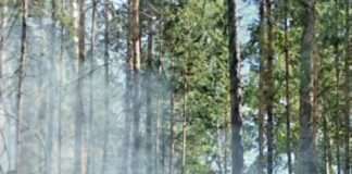 Меньше суток потребовалось лесным борцам с огненной стихией, чтобы предотвратить ее на сопке в Богучанском районе.