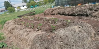 Опыт подростков летней практики на огороде.