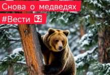 ЕДДС: Ситуация с медведями в Богучанском муниципальном округе за сутки, по данным на 08:00ч 24.10.2026 года.
